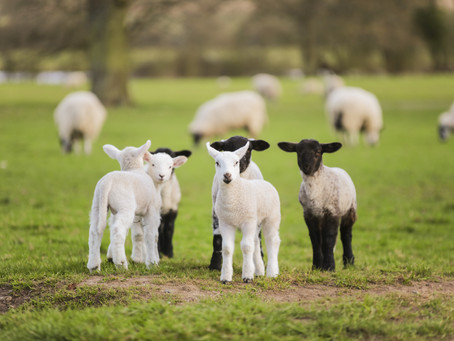 Meeting All Your Farm, Feed, Garden and Pet Needs