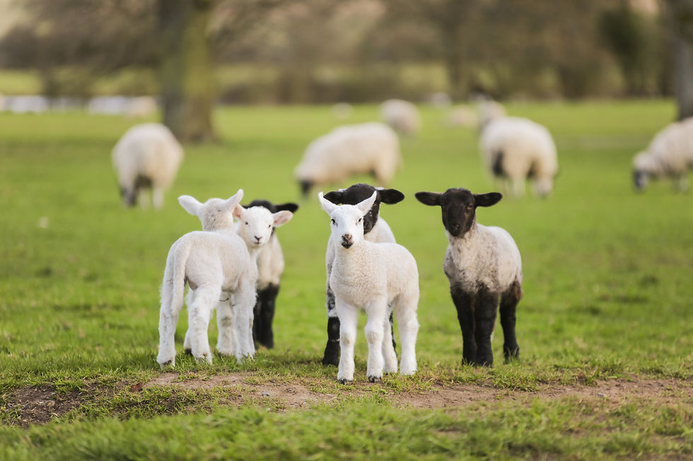 Meeting All Your Farm, Feed, Garden and Pet Needs