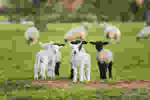 Meeting All Your Farm, Feed, Garden and Pet Needs
