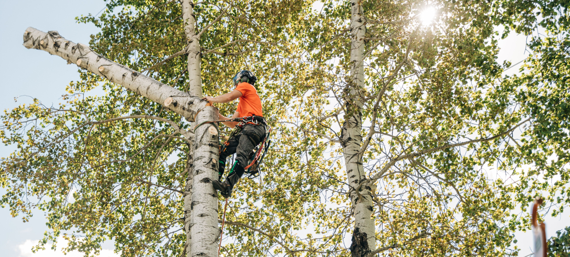 Northwest Tree Care