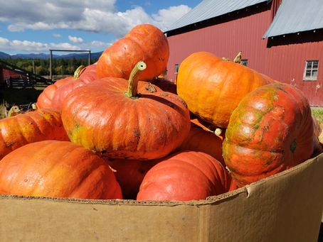 More than a Pumpkin Patch