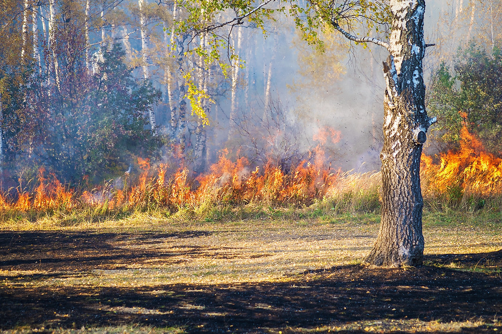 Nature’s Response to Wildfire