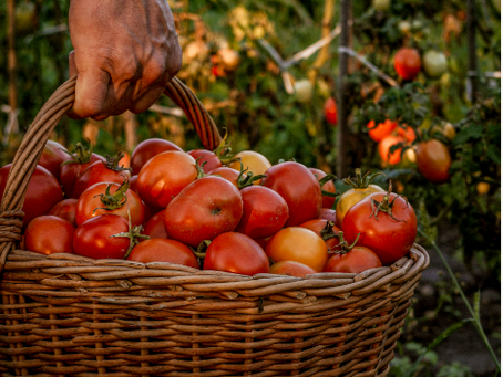 Harvest Fest