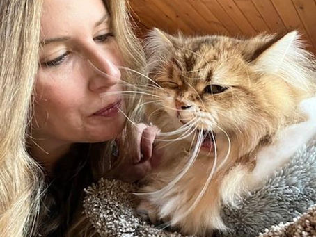 Catnip Bed & Breakfast: Cats-Only Care in Gig Harbor