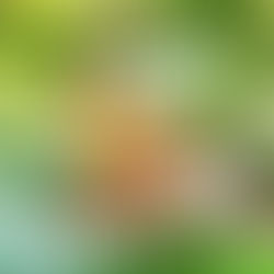 From Garden to Table