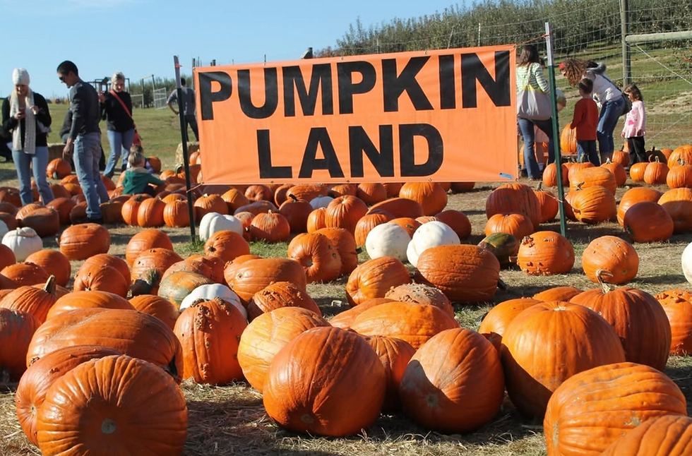 People explore a pumpkin patch under a bright "PUMPKIN LAND" sign, surrounded by orange and white pumpkins on a sunny day.