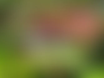 Manito Park & Duncan Garden