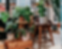 Potted plants on wooden stools and tables in a sunlit room.