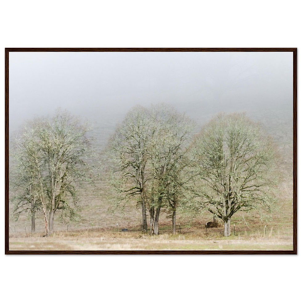 Thumbnail: Oak In The Mist Premium Matte Paper Wooden Framed Poster