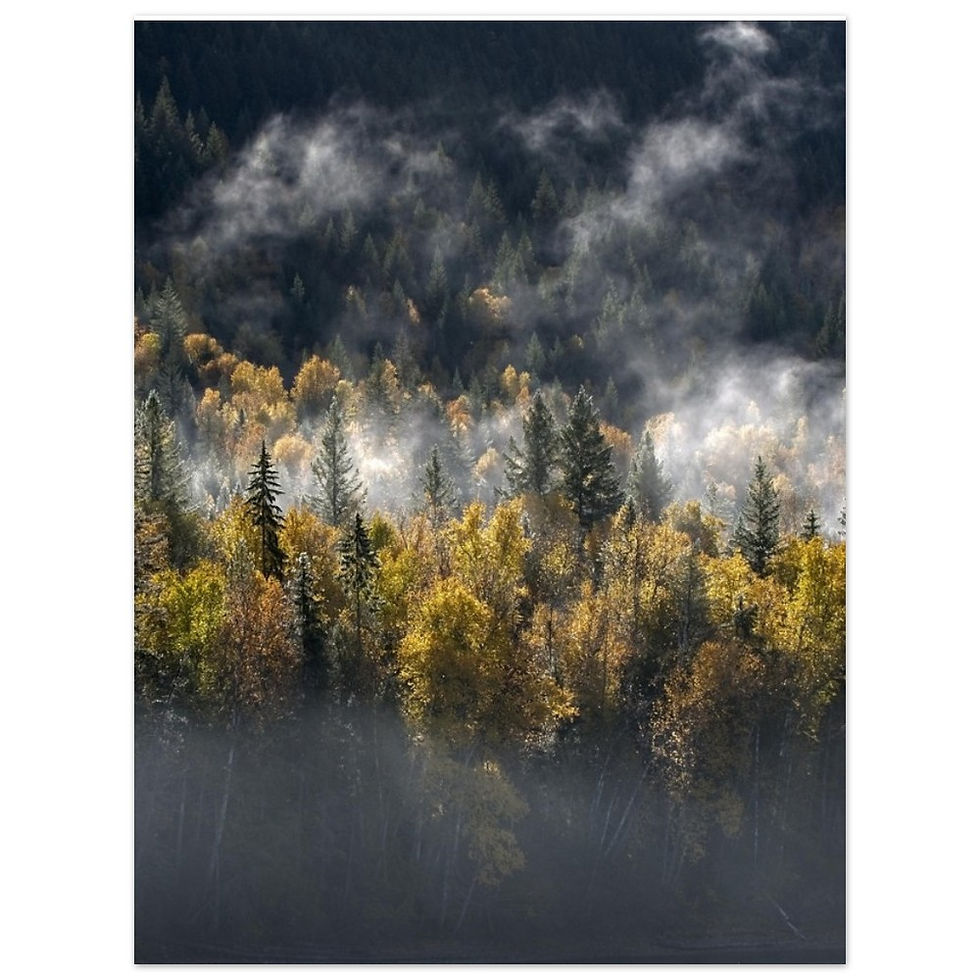 Thumbnail: Morning Mist Aluminum Print