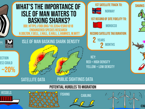 Study reveals basking sharks tagged in Isle of Man waters to be true global citizens
