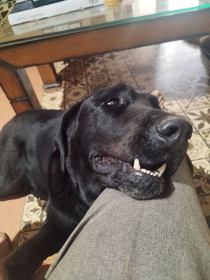 The Giant Who Tried to Pet Me Back: A Dog’s Language of Love