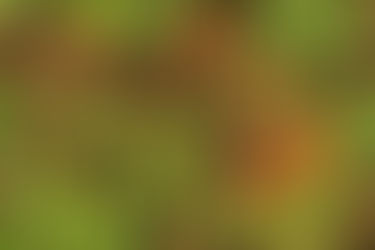 Gut Bacteria and Insomnia | How Your Gut Biome Shapes Sleep & Wellness