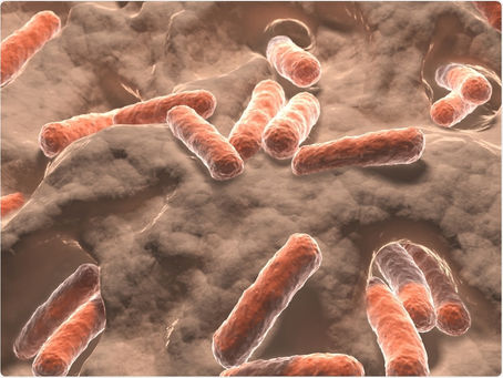 The Gut–Diabetes Connection: How Probiotics and Gut Health Influence Blood Sugar