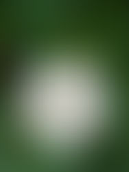 Datura or Jasmine? What Are You Planting in the Garden of Your Mind?