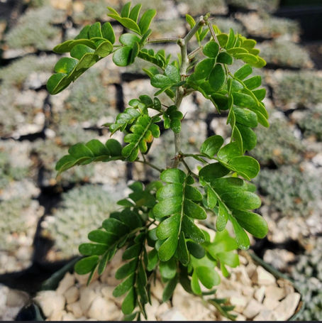“The Most Dangerous Mistake? Quitting During the Root Phase.”