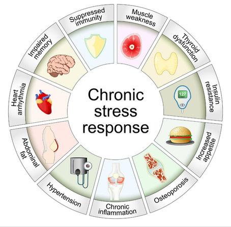 “It’s Not Just Stress. Your Body Is Adapting to It.”