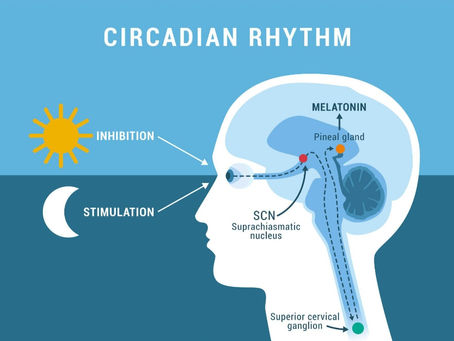 “You’re Not Sleep-Deprived. Your Signals Are Broken.”