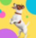 Visit us at www.puppiesinthepaddock_edited.jpg