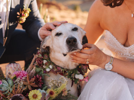 Bride and groom with their dog at a luxury outdoor wedding, featuring a floral collar and warm desert landscape
