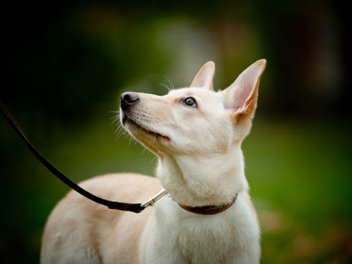 Thriving Through the Teenage Phase: Daily Training & Engagement Activities for Adolescent Dogs