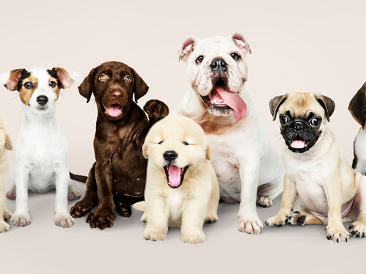 Choosing A Dog Breed: The Seven Main Groups
