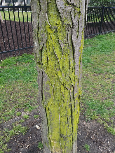 moss on honey locust march.jpg
