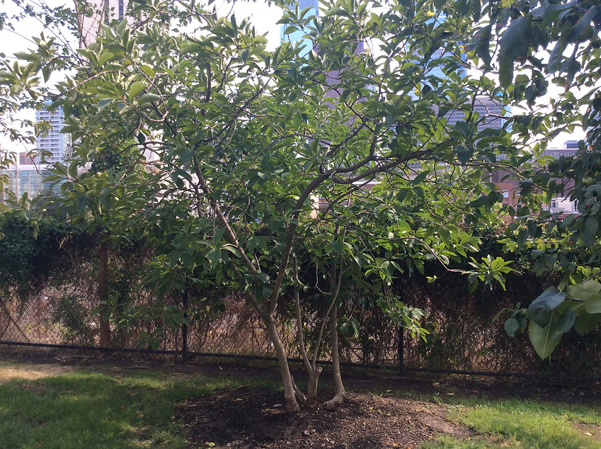 central se tbd tree.jpeg