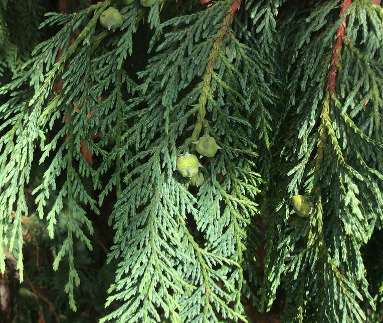 thuja occidentalis berries.jpeg