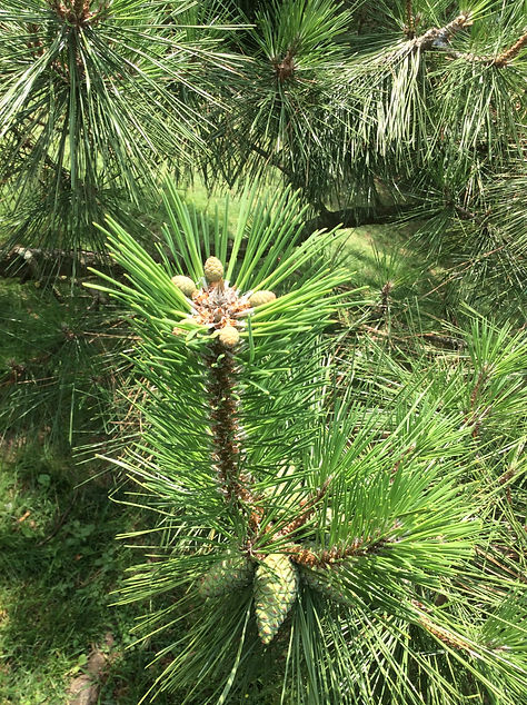 black pine cones in fives.jpeg