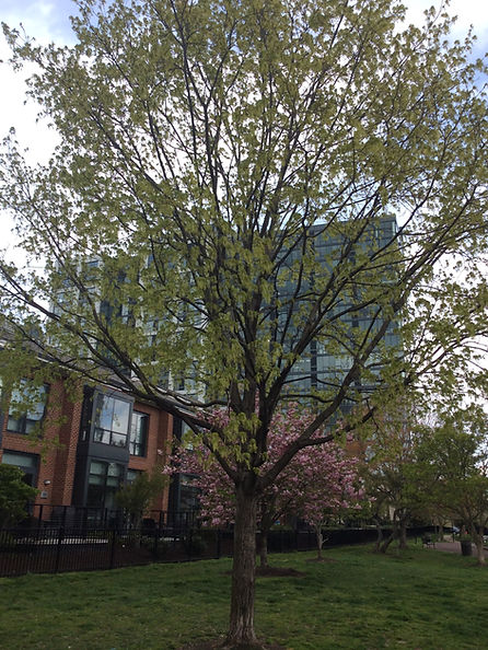 maple in april with flowers.jpeg