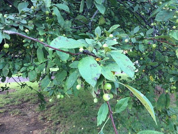 crabapple fruit and leaves.jpeg