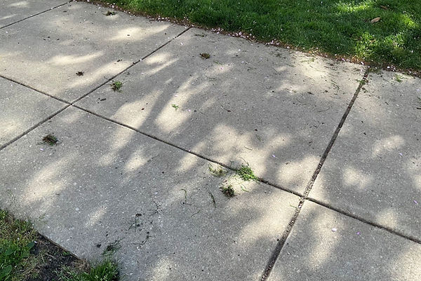dogs grass clumps.jpg