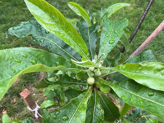 franklinia 6.2025 flower buds.JPG