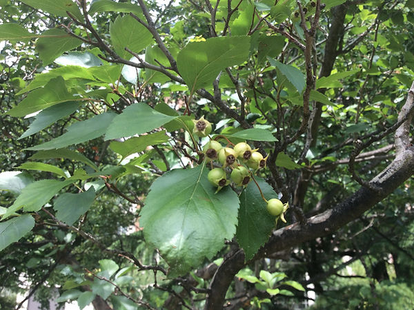 hawthorne haws.jpeg