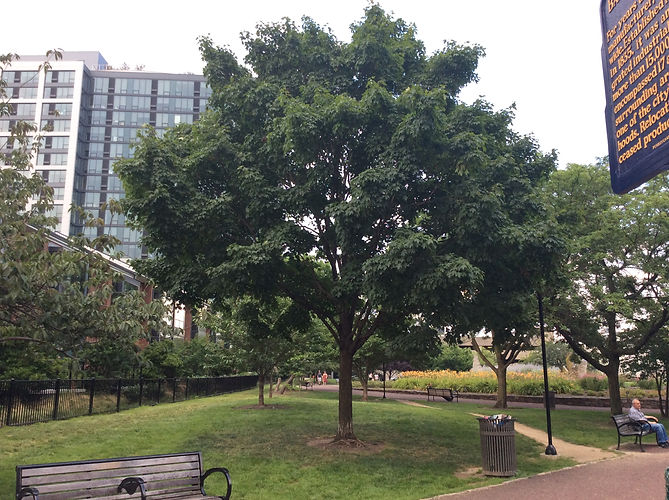 sugar maple nw.jpeg