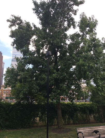 sweet gum.jpeg