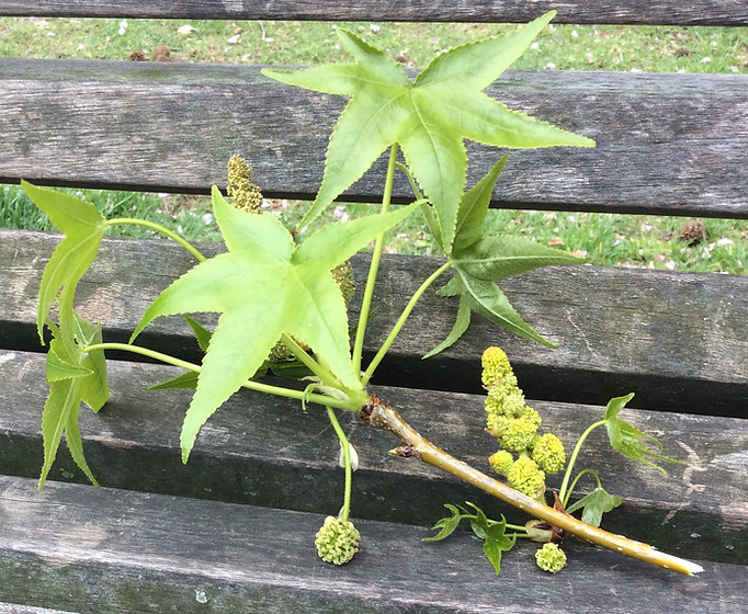 sweetgum flowers monoecious.jpeg