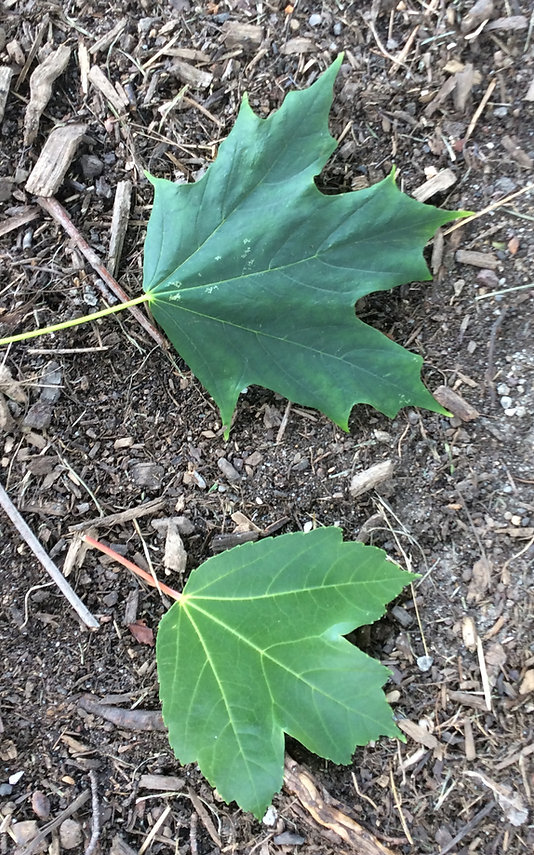 red vs sugar maple leaves.jpeg