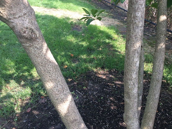 central se tbd bark.jpeg