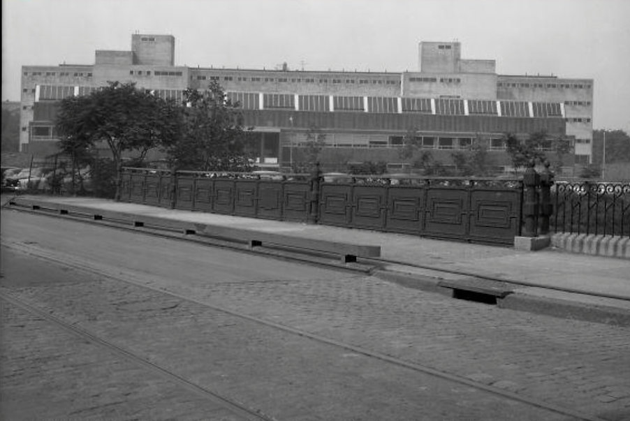 ysc back 1955.jpeg