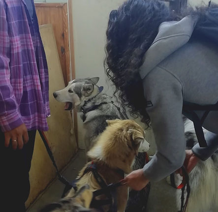 Séance de zoothérapie avec des jeunes en difficultés