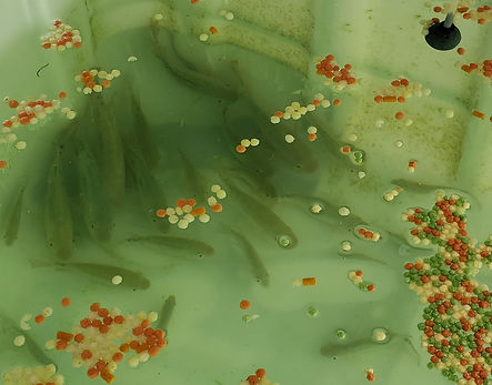 Les poissons heureux
