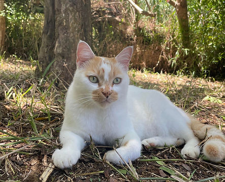 Coco chat médiateur