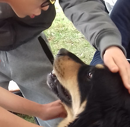 Séance de médiation animale à l'école