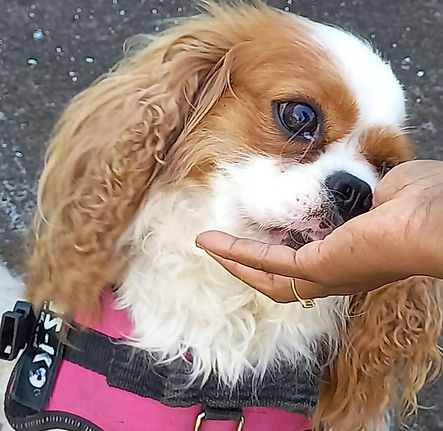 Chien médiateur 1
