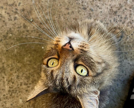 Chat médiateur Ice Tea