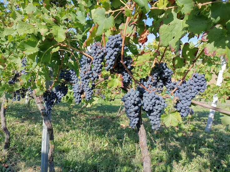 Organic grapes