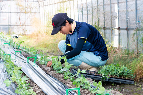 株式会社藤村農園,藤村敏浩,二島野菜,苗,幸崎干拓,山口県山口市秋穂二島,