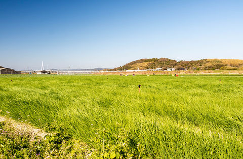 株式会社藤村農園,藤村敏浩,二島野菜,苗,幸崎干拓,山口県山口市秋穂二島,